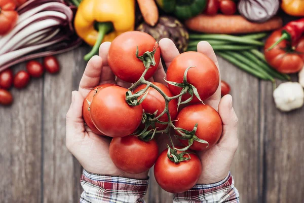 Vers geoogste tomaten — Stockfoto