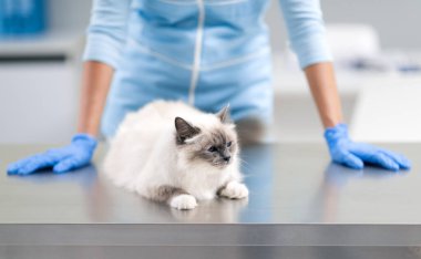 Veteriner kliniğindeki muayene masasında uzun saçlı güzel bir kedi ve profesyonel bir doktor.