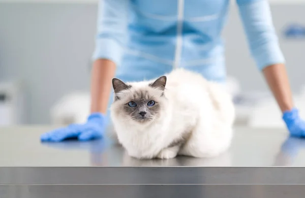 Veteriner Kliniğindeki Muayene Masasında Uzun Saçlı Güzel Bir Kedi Profesyonel — Stok fotoğraf
