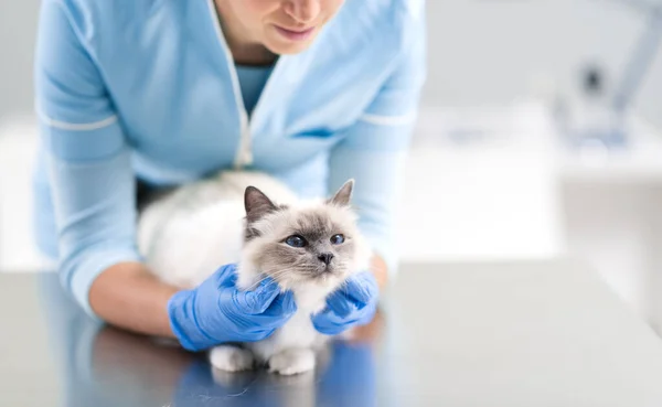 Professionell Kvinnlig Veterinär Undersöka Och Krama Ett Husdjur Skrivbordet Veterinärklinik — Stockfoto