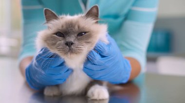 Profesyonel kadın veteriner muayene masasında evcil bir hayvana sarılıp yatıyor.