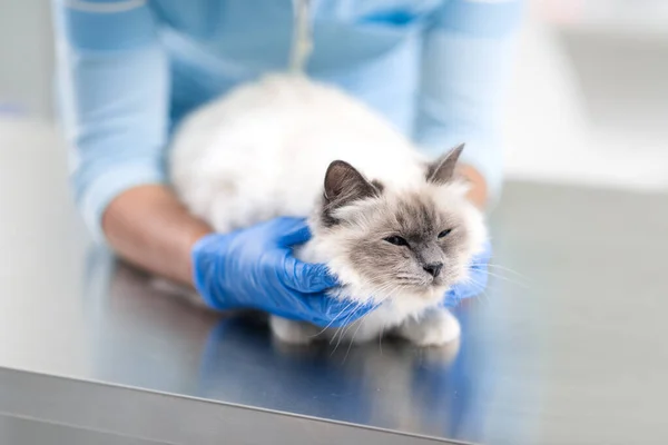 Professional Female Vet Examining Cuddling Pet Examination Table Veterinary Clinic — Stock Photo, Image