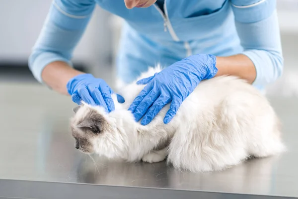 Professionell Kvinnlig Veterinär Undersöker Vacker Lång Hår Katt Undersökningsbordet — Stockfoto
