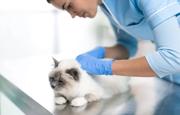 Professionell Kvinnlig Veterinär Undersöker Vacker Lång Hår Katt Undersökningsbordet — Stockfoto