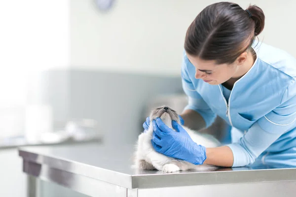 Professionell Veterinär Undersöker Vacker Lång Hår Katt Veterinärkliniken Husdjur Vård — Stockfoto