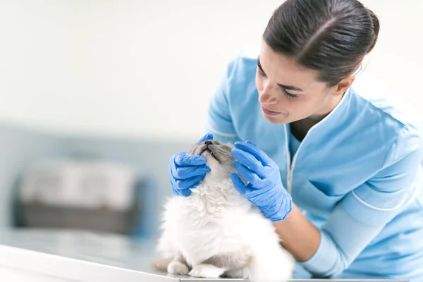 Professionell Veterinär Undersöker Vacker Lång Hår Katt Veterinärkliniken Husdjur Vård — Stockfoto