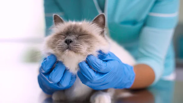 Professionell Kvinnlig Veterinär Undersöka Och Krama Ett Husdjur Skrivbordet Veterinärklinik — Stockfoto