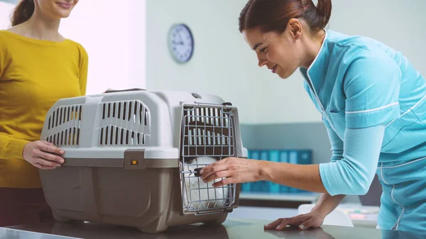 Cute Cat Pet Carrier Veterinary Clinic Vet Visit Pet — Stock Photo, Image