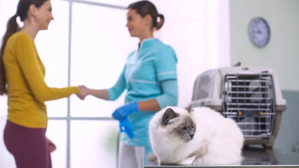 Beautiful Long Hair Cat Vet Clinic Its Owner Doctor Talking — Stock Photo, Image