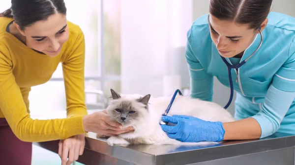 Veterinário Feminino Especialista Examinando Gato Com Estetoscópio Proprietário Está Abraçando — Fotografia de Stock