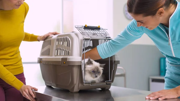 Söt Katt Inne Sällskapsdjur Bärare Veterinärkliniken Veterinären Väg Att Besöka — Stockfoto