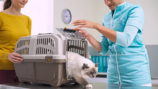 Söt Katt Inne Sällskapsdjur Bärare Veterinärkliniken Veterinären Väg Att Besöka — Stockfoto
