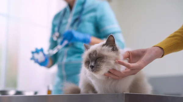 Veterinário Profissional Que Uma Injeção Gato Proprietário Está Abraçando Animal — Fotografia de Stock