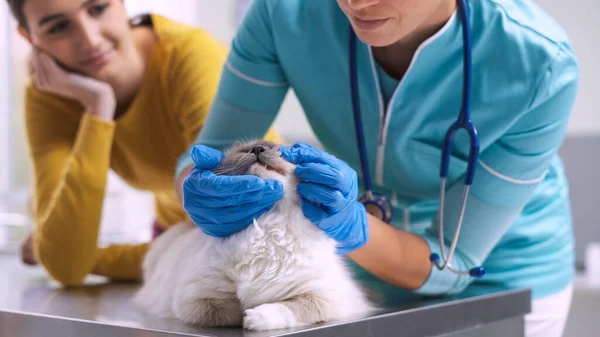 Pemilik Pet Dengan Kucingnya Klinik Dokter Hewan Dokter Mengunjungi Hewan — Stok Foto