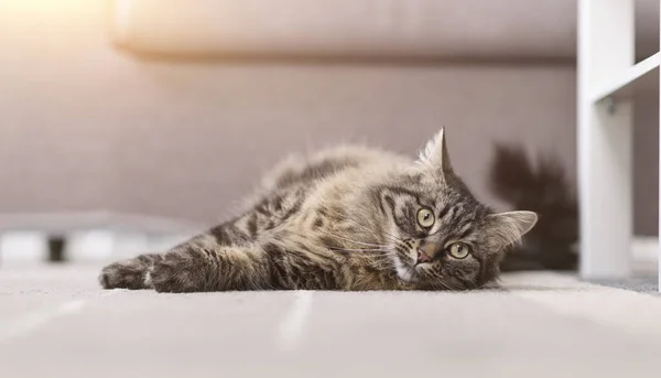 Belo Gato Cabelo Longo Deitado Chão Casa Relaxante — Fotografia de Stock