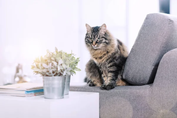 Gato Cabelo Longo Bonito Sofá Casa Relaxante Olhando Para Longe — Fotografia de Stock