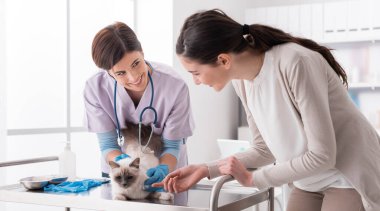 Veteriner kliniğinde çalışan profesyonel bir veteriner, tıbbi muayene masasında bir kediyi muayene ediyor, hayvan sahibi yardımcı oluyor ve gülümsüyor.