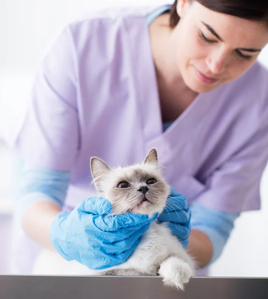 Veterinario Profesional Examinando Gato Mesa Quirúrgica Concepto Cuidado Mascotas — Foto de Stock