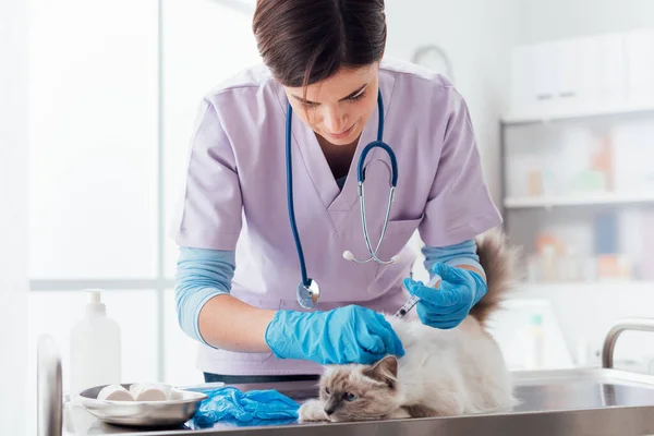 Professionell Veterinär Injicera Ett Vaccin Till Katt Med Hjälp Spruta — Stockfoto