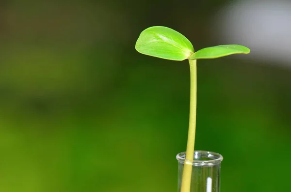 Planta de semillas verdes en tubo de ensayo con fondo de naturaleza verde — Foto de Stock