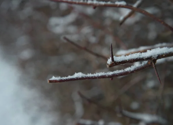 Nieve blanca en la rama del árbol con espina — Foto de Stock