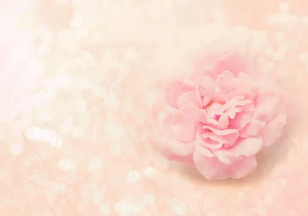 발렌타인 데이 대 한 부드러운 분홍색 배경에 단일 핑크 장미 꽃 또는 — 스톡 사진