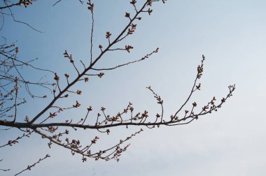 siluet sakura çiçek ağaç bahar mavi gökyüzü