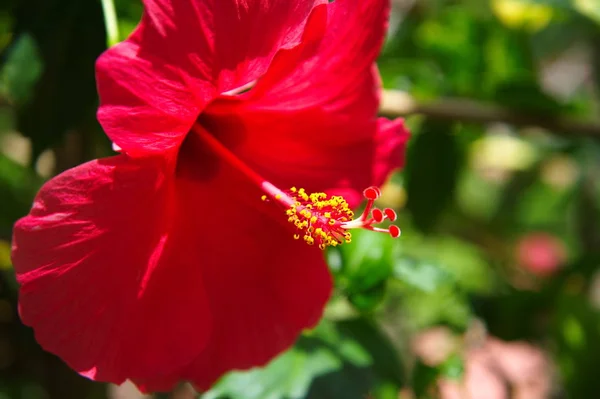 Yellow pollen of red hibiscus flower in garden — Stock Photo, Image