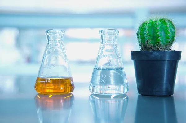 Frasco e planta de cacto verde em vaso preto no laboratório de ciências — Fotografia de Stock