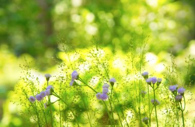 güneş ışığı yeşil bahçe arka plan ile çiçek ve çim