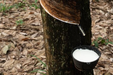 siyah plastik kase ise para kauçuk ağaç bitkisinden sıvı