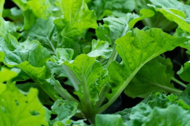 Taze yeşil marul sebze tarımı sağlıklı besin için.