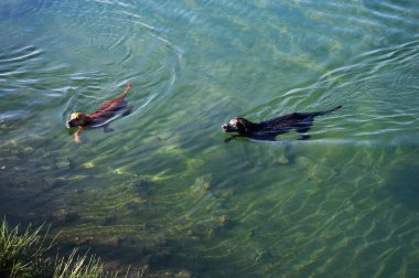 İki kahverengi ve siyah köpek açık mavi doğal yüzüyorlar.