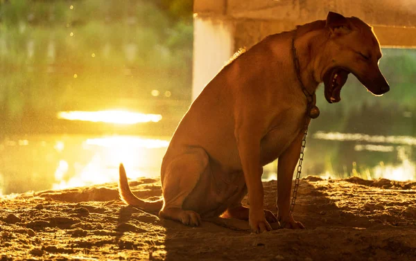 Schläfriger gähnender brauner Hund mit sanfter, grün-orangefarbener Sonnenuntergangswiese — Stockfoto