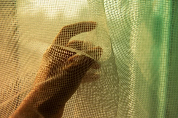 woman hand behind net curtain in the morning light from window