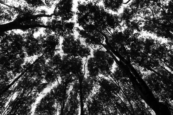 Sylwetka czarny i biały wysokie drzewo w lesie przyrody ba — Zdjęcie stockowe