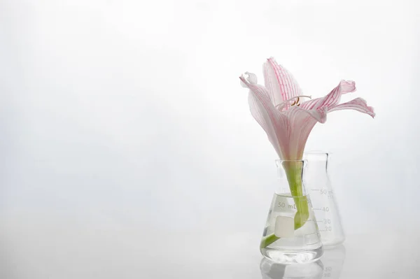 Cam bilim şişesinin içindeki pembe beyaz doğal zambak çiçeği kozmetik w — Stok fotoğraf