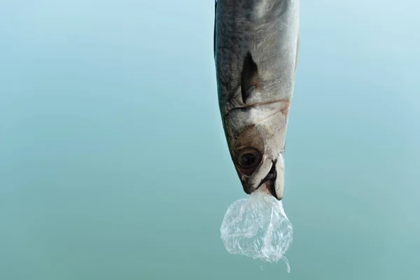 balık yiyen plastik torba mavi arka planda enkaz ma