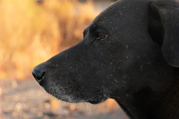 Dorosły czarny Labrador retriever pies zwierzę z suchą brązową naturą — Zdjęcie stockowe