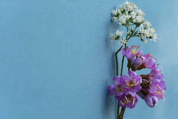 Wild white purple nature flower on concrete grey blue wall backg — 스톡 사진