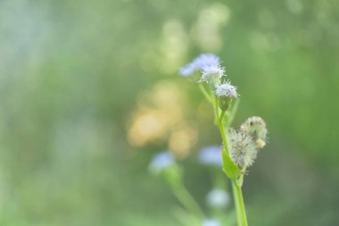 Mavi mor yabani çiçek yumuşak yeşil doğa güneş ışığı yaz sabahı arka planında