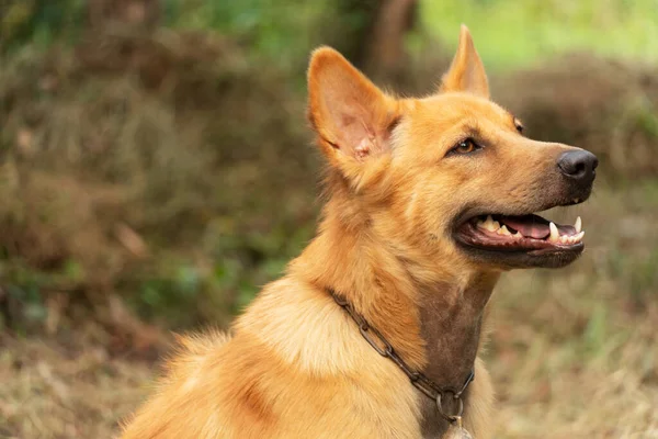 绿色夏季自然背景下的红褐色幼犬 — 图库照片