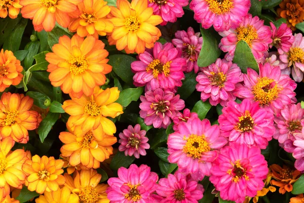 春の背景にカラフルな黄色のオレンジとピンクの自然花 — ストック写真