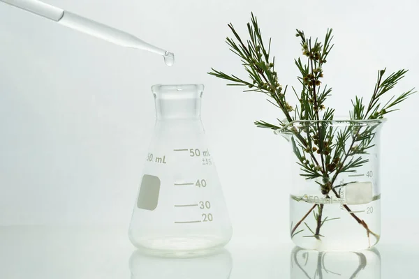 Glastropfer Mit Kolben Und Kräuterpflanze Becher Weißem Medizinischem Labor Hintergrund — Stockfoto