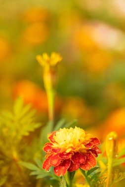 Bahar zamanı su damlası olan kadife çiçeği. Yumuşak doğa arka planı.