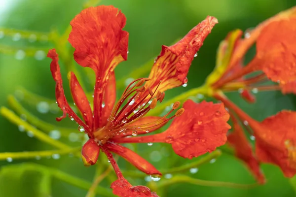 Drop Rain Water Colorful Red Orange Flamboyant Flower Green Summer — Stock Photo, Image