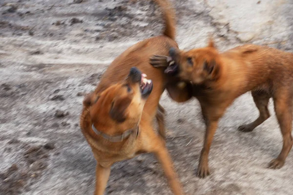 Blur Two Brown Dogs Animal Violent Fighting Outdoor Bare Land — Stock Photo, Image