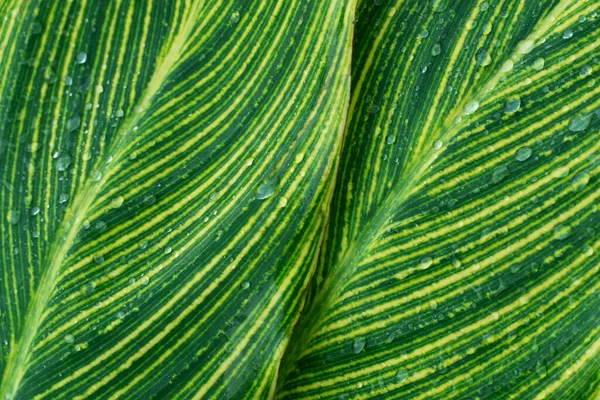 Línea Amarillo Verde Detalle Superficie Naturaleza Dejan Jardín Verano Fondo — Foto de Stock