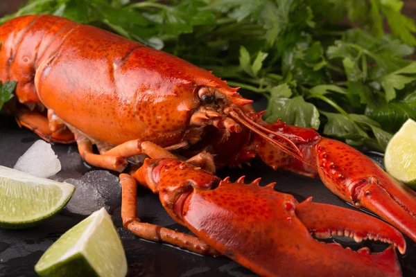 Whole red lobster — Stock Photo, Image