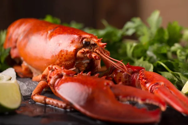 Whole red lobster — Stock Photo, Image